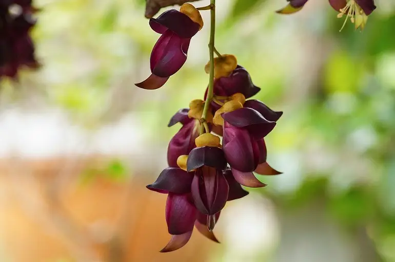 Mucuna Pruriens Benefits